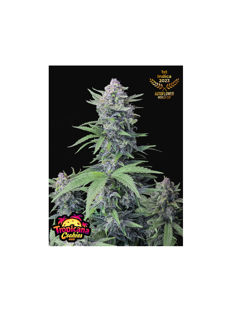 Tropicana Cookies Auto, Фасовка: 3